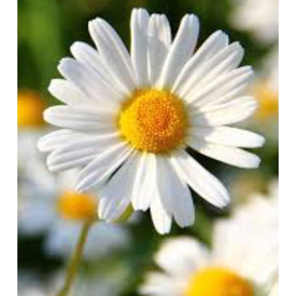 BOGO 50% off PROMOTION ! 🎉 🎈✨